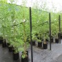 TAGASASTE   TREE LUCERNE  Only in short trimmed 30cm height in root trainers