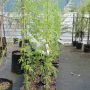TAGASASTE   TREE LUCERNE  Only in short trimmed 30cm height in root trainers