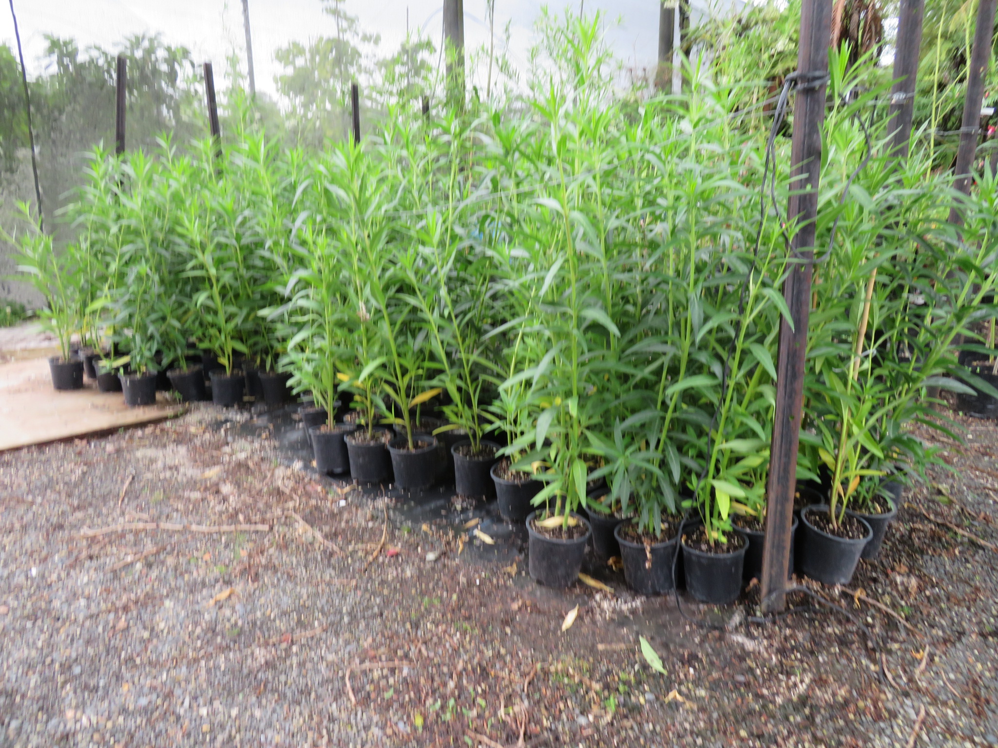 Swan Plants The Plant Place