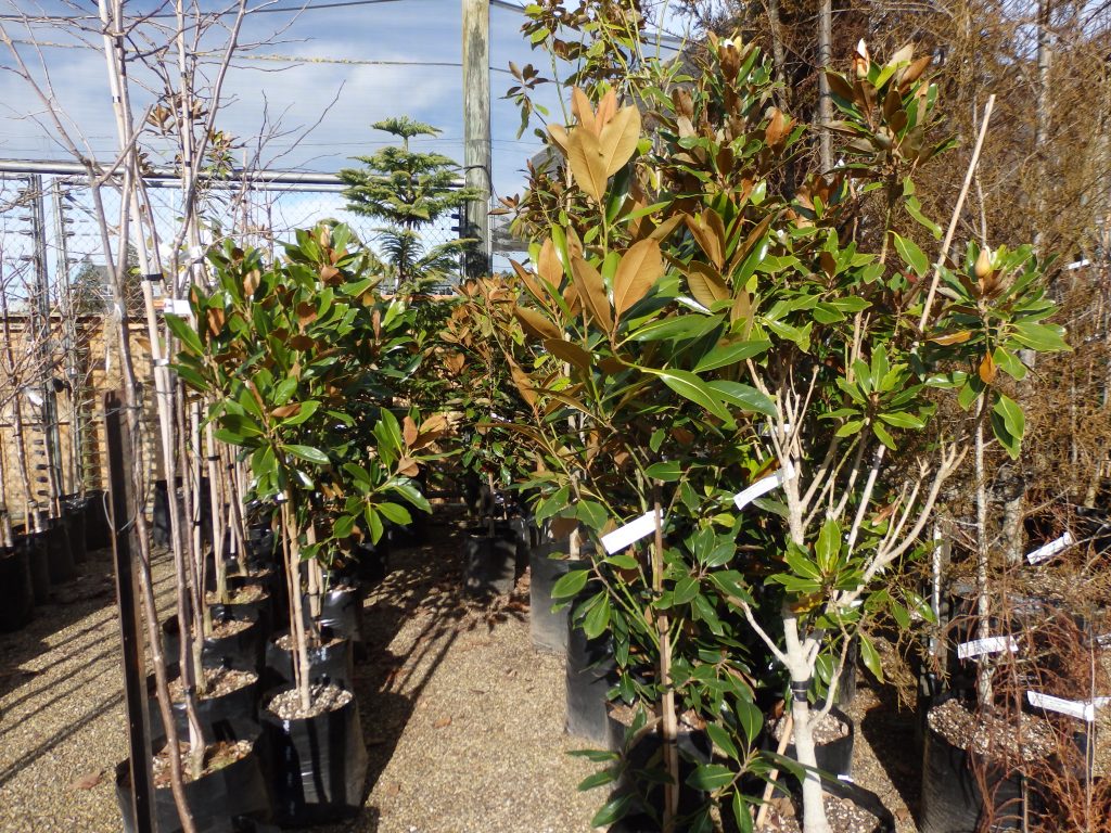 EVERGREEN MAGNOLIA GRANDIFLORA The Plant Place