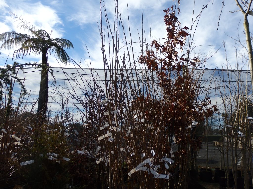 COPPER BEECH, GREEN BEECH, FERNLEAF BEECH The Plant Place