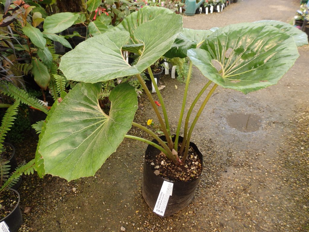 TRACTOR SEAT LIGULARIA The Plant Place
