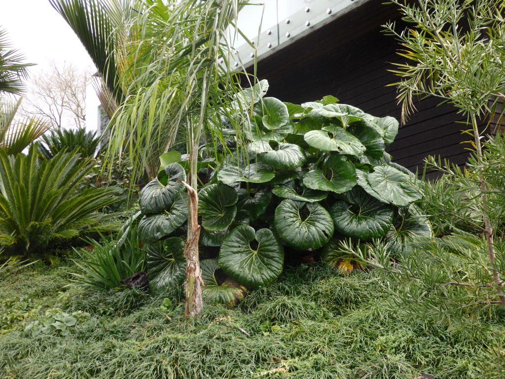 TRACTOR SEAT LIGULARIA The Plant Place