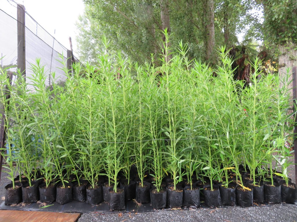 Swan Plants The Plant Place