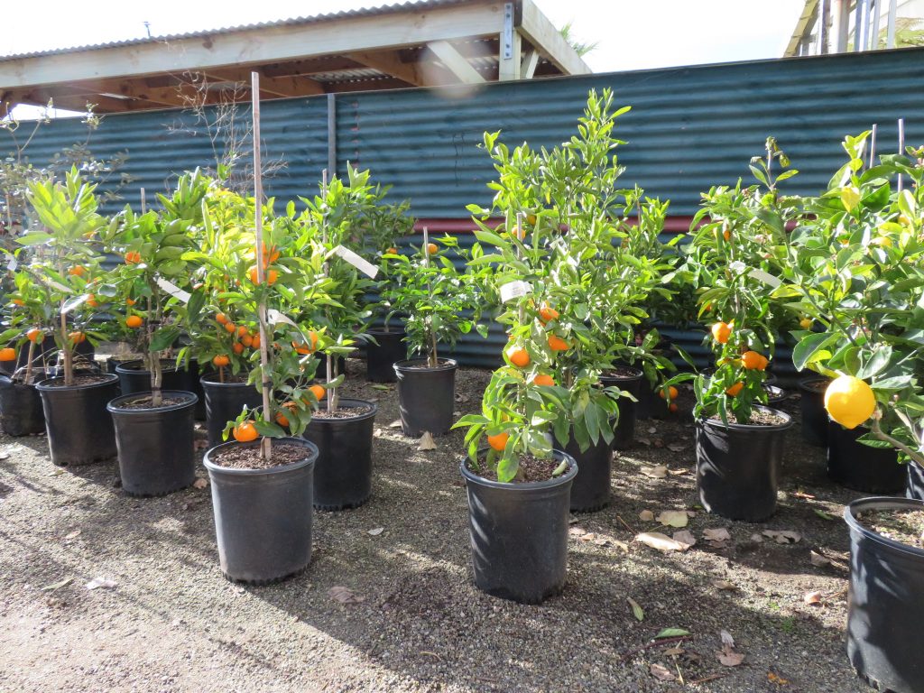 Satsuma Tree Houston at Grace blog