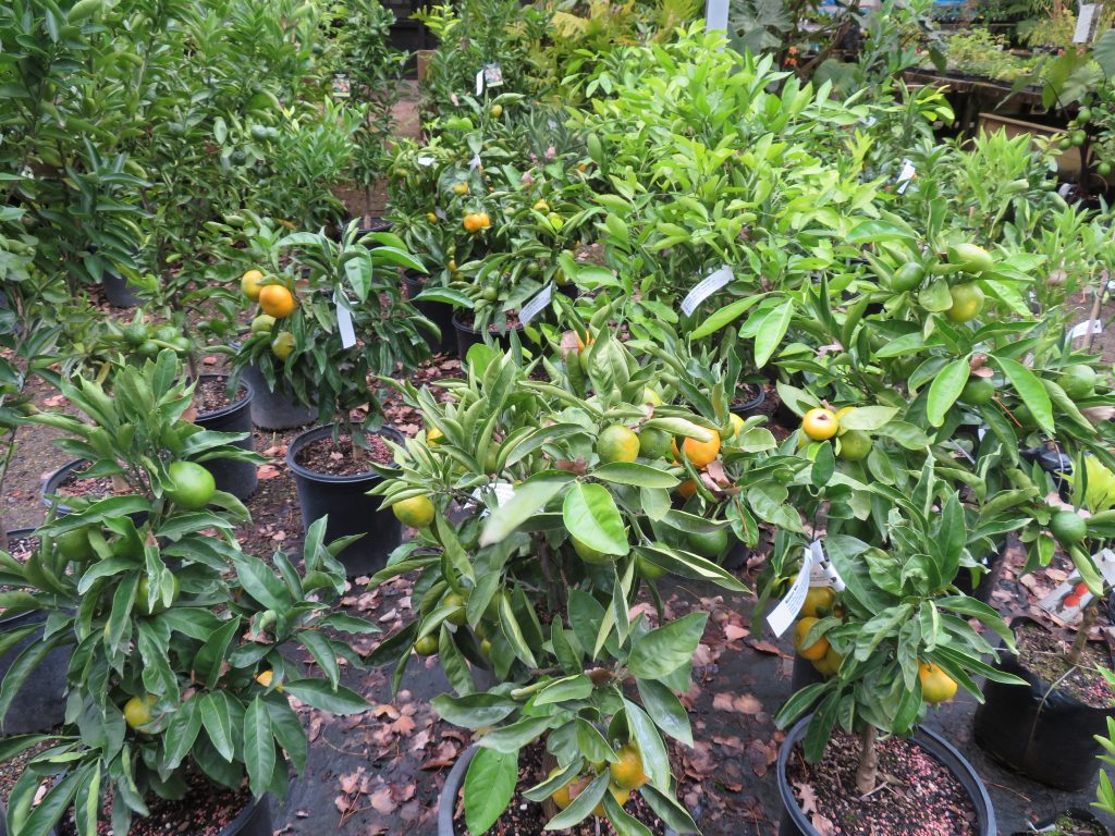 MANDARIN SATSUMA, MIHO, SILVERHILL, KAWANO, OKITSU WASE All 'Easy Peel